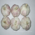 2011 laiwu fresh garlic